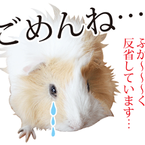 赤ちゃん抱っこされてきゅーきゅー鳴きながら爆睡し続けるモルモット Cute Guinepig Youtube 赤ちゃん抱っこされてきゅーきゅー鳴きながら爆睡し続けるモルモット Cute Guinepig Youtube
