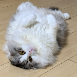 サマーカットを失敗して不機嫌になる猫 Youtube サマーカットを失敗して不機嫌になる猫 Youtube