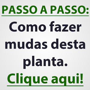 Flor-de-São-Miguel, Para fazer mudas veja o passo-a-passo no final do  vídeo, - thptnganamst.edu.vn