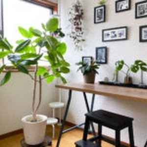 鉢底から根が出ているウンベラータ植え替え くまパン園芸 Youtube