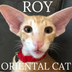 Oriental Cat Roy Sound On Youtube Oriental Cat Roy Sound On Youtube