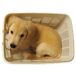 トイレトレーニング 成功した方法と思うこと ゴールデンレトリバーの子犬 Youtube トイレトレーニング 成功した方法と思うこと ゴールデンレトリバーの子犬 Youtube