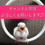 Shorts 文鳥が片足立ちになる瞬間 もふっと収納が可愛い 艸 Java Sparrow Youtube