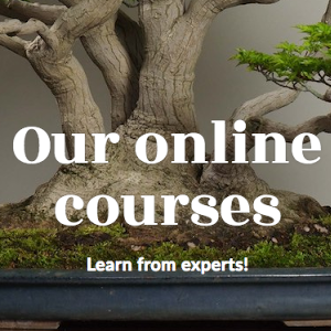 how to take care of a bonsai tree youtube