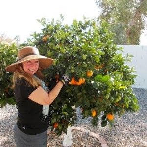 How To Get Rid Of Moss On Walkways Driveways Roofs Fences Gardens Sidewalks Youtube