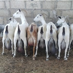 حراج، اردو جنوبي، حجازي، الأبيض، الشامي، يوتيوب