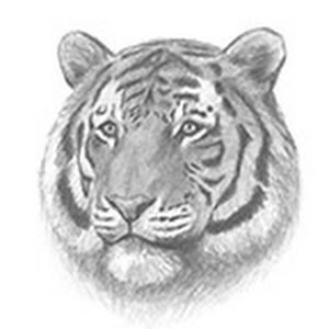 How To Draw A Tiger Head Detail Youtube