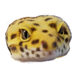 安眠 睡眠導入 ウトウトするレオパ たくあん My Leopardgecko Feels Sleepy Youtube