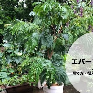 簡単 エバーフレッシュの剪定と挿し木の方法 Youtube 簡単 エバーフレッシュの剪定と挿し木の方法 Youtube