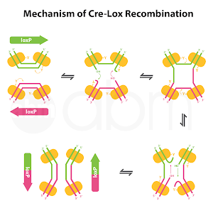 Conditional Gene Expression Using The Cre Lox Flex Vector Switch Youtube Conditional Gene Expression Using The Cre Lox Flex Vector Switch Youtube