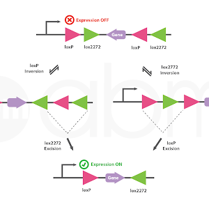 Conditional Gene Expression Using The Cre Lox Flex Vector Switch Youtube Conditional Gene Expression Using The Cre Lox Flex Vector Switch Youtube