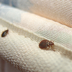 How To Tell The Difference Between Bed Bugs And Carpet Beetles
