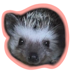 ハリネズミの求愛 ピーピーと鳴く Hedgehog Youtube ハリネズミの求愛 ピーピーと鳴く Hedgehog Youtube