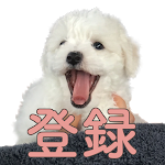ビションフリーゼの子犬 わたまる 犬 動画 赤ちゃん Youtube ビションフリーゼの子犬 わたまる 犬 動画 赤ちゃん Youtube