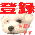 マルチーズのマロころ 深いプールでも上手に犬かきで泳げるのか Youtube
