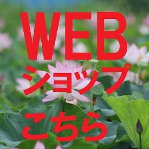苔のテラリウム流木にカビがぁ 防カビ対策には木酢液 わさび 柿渋どれが効く Youtube 苔のテラリウム流木にカビがぁ 防カビ対策には木酢液 わさび 柿渋どれが効く Youtube