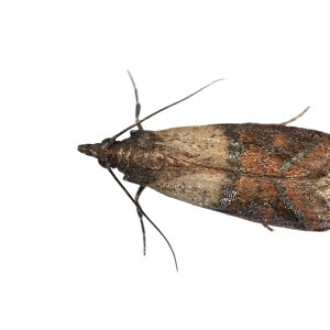 How Did I Get Moths In My House