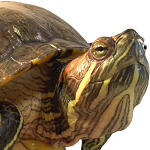 初心者向け ミドリガメ飼育のバスキングライトと紫外線ライトの話 Youtube 初心者向け ミドリガメ飼育のバスキングライトと紫外線ライトの話 Youtube