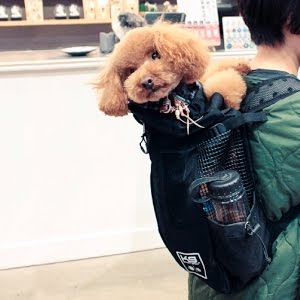 K9スポーツサックの正しい背負い方 Youtube