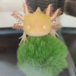 餌やり ウーパールーパーに赤虫あげてみた ウーパールーパーの飼育 赤虫のあげ方 Axolotl Youtube 餌やり ウーパールーパーに赤虫あげてみた ウーパールーパーの飼育 赤虫のあげ方 Axolotl Youtube