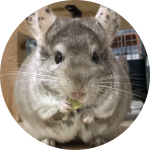 チンチラ 本気で怒るとおしっこ攻撃をしてくる Youtube