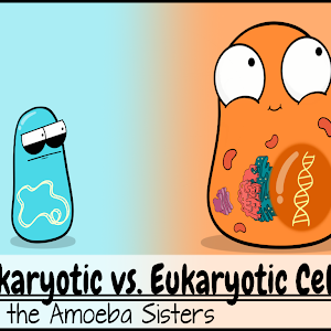 Prokaryotic vs. Eukaryotic Cells (Updated)