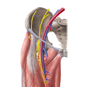 Hip And Thigh Arteries Veins And Nerves Preview Human Anatomy Kenhub Youtube Hip And Thigh Arteries Veins And Nerves Preview Human Anatomy Kenhub Youtube