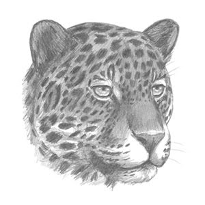 How To Draw A Jaguar Head Detail Youtube