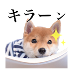 柴犬子犬 可愛いよちよち歩きにキュン Shiba Inu Puppy Youtube 柴犬子犬 可愛いよちよち歩きにキュン Shiba Inu Puppy Youtube