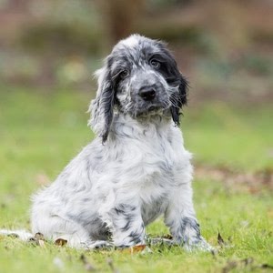 Cute Black And White Cocker Spaniel Puppies Youtube