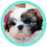 犬癒し動画 シーズーがドラム演奏を披露 Tiktok動画を撮影してみた 284日目 Youtube 犬癒し動画 シーズーがドラム演奏を披露 Tiktok動画を撮影してみた 284日目 Youtube