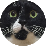 久しぶりに子猫に哺乳瓶でミルクをあげたら飲む Youtube 久しぶりに子猫に哺乳瓶でミルクをあげたら飲む Youtube