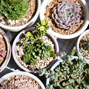 徒長 伸びすぎ 多肉植物の仕立て直し 虹の玉 Succulents くまパン園芸 Youtube