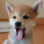 柴の子犬 怒る柴犬の子 爪きりに挑戦 Youtube