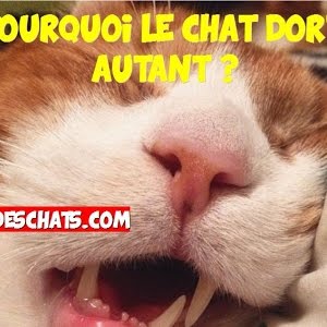 Pourquoi Le Chat Baille Youtube Pourquoi Le Chat Baille Youtube