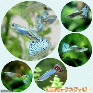 チャーム グッピー出産の瞬間 卵胎生 ブルーグラスの繁殖 Bleeding 稚魚産仔シーン Youtube チャーム グッピー出産の瞬間 卵胎生 ブルーグラスの繁殖 Bleeding 稚魚産仔シーン Youtube