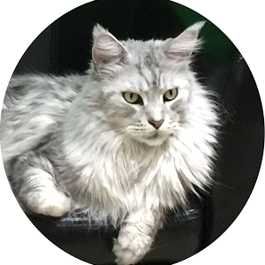 Maine Coon Cat Breed The Legal To Own Wildcat Youtube Maine Coon Cat Breed The Legal To Own Wildcat Youtube