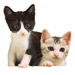 しゃかぶん Newおもちゃで遊ぶ姉妹猫 Youtube