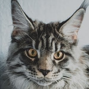 Pourquoi Votre Chat Tousse Que Faire Youtube Pourquoi Votre Chat Tousse Que Faire Youtube