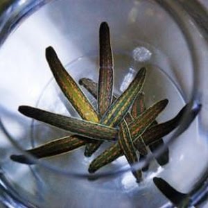 hirudoterapia care staioneaza a unui leech pe vene varicoase