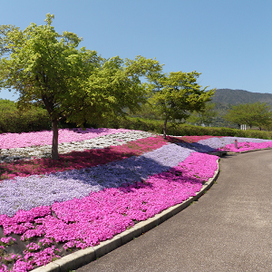 初心者でも安心 キレイな庭をつくための芝桜の植え方 Youtube 初心者でも安心 キレイな庭をつくための芝桜の植え方 Youtube