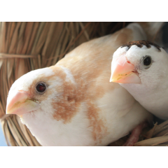 十姉妹 さえずり Youtube 十姉妹 さえずり Youtube