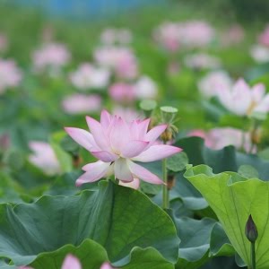 種から育てる蓮 ハス の本格栽培キット 栽培開始 Youtube 種から育てる蓮 ハス の本格栽培キット 栽培開始 Youtube