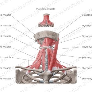 Sternothyroid Muscle Origin and Insertion - Human Anatomy | Kenhub - YouTube