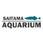 ヤドカリの引っ越し Youtube ヤドカリの引っ越し Youtube