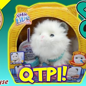 little live pets kitten