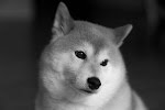 お兄さん の誕生日を祝うピンガちゃん野郎 Youtube お兄さん の誕生日を祝うピンガちゃん野郎 Youtube