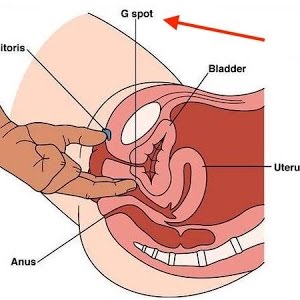 Anatomy of the Clitoris, Vagina, and Vulva (and More!) - YouTube