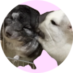 チンチラ 1分 で分かる ぐぅすけfamily チャンネル紹介動画 Youtube チンチラ 1分 で分かる ぐぅすけfamily チャンネル紹介動画 Youtube