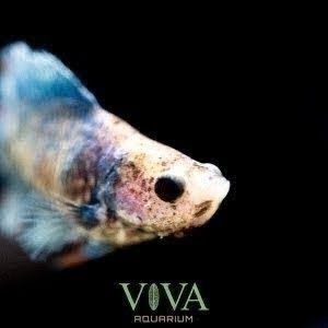 熱帯魚の治療 ベタの癒着したヒレを綿棒で治す アクアリウム Youtube